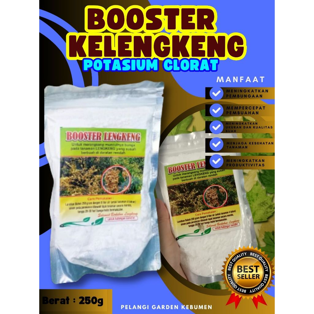 DIJAMIN ASLI  Booster Buah Kelengkeng Merah Cangkok Berbuah, Booster Buah Kelengkeng Matalada, Boost