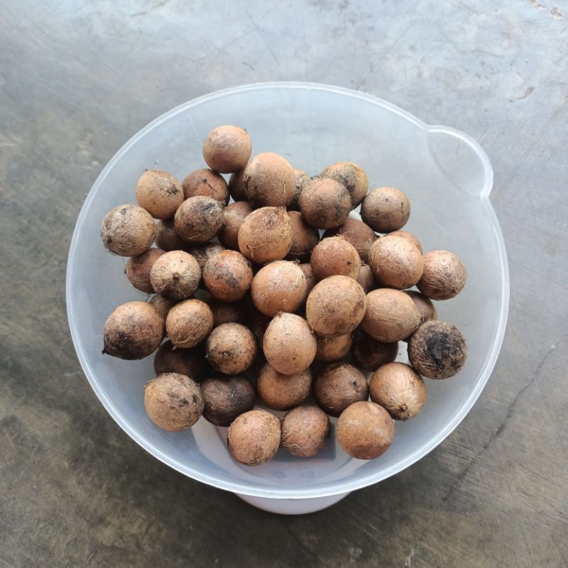 

Biji Nyamplung Kering 250 gram