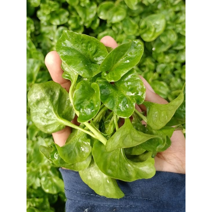 

Bibit Bayam Brazil (gratis 1 pcs)