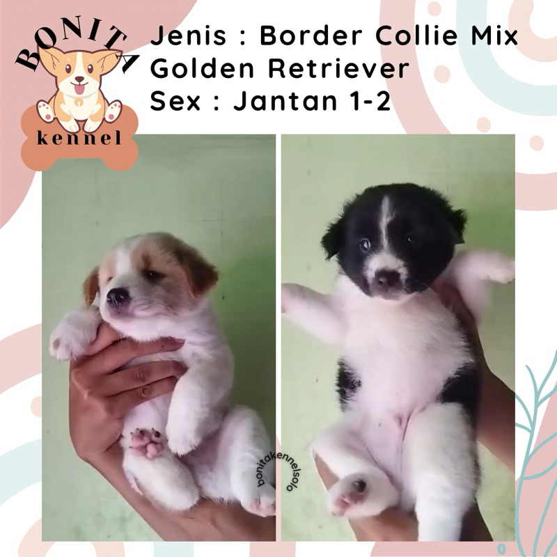 Border Collie Mix Golden Retriever Anjing Border Collie Golden Jantan Betina