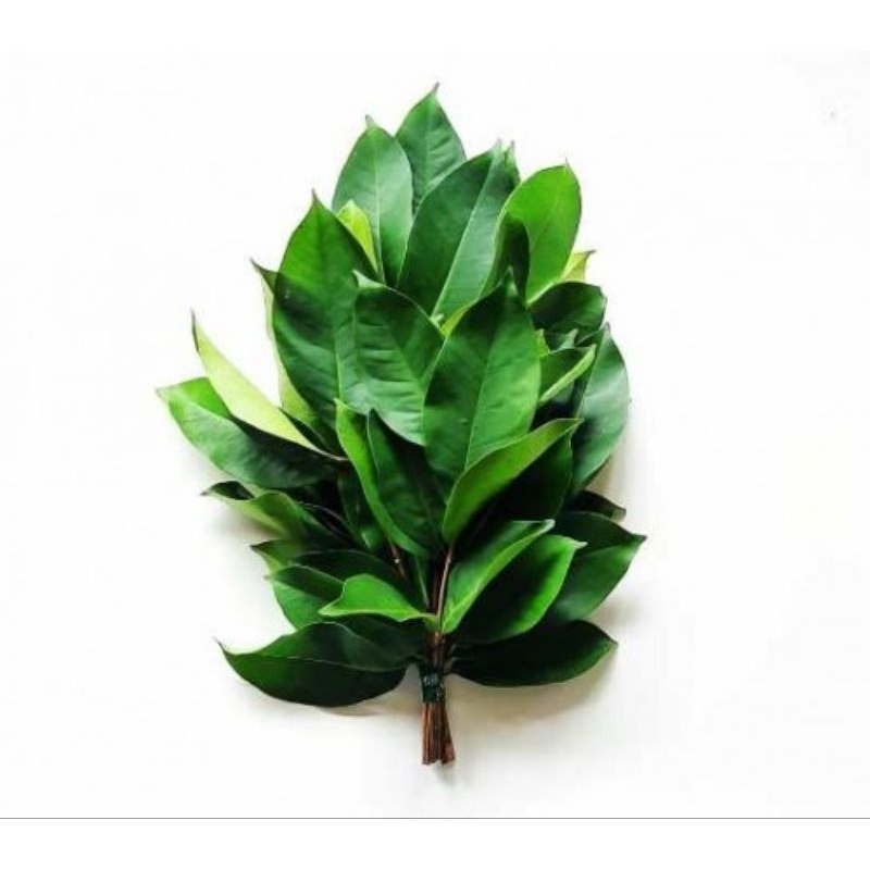 

JYOTI DAUN SALAM 100 GR / IKAT