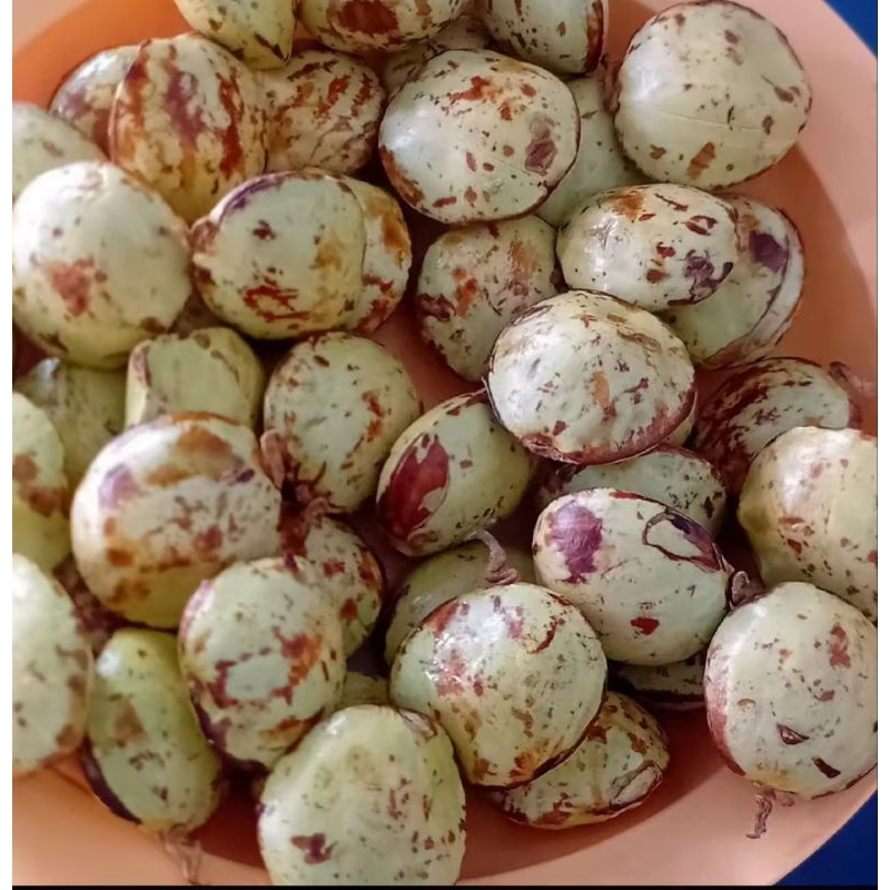 

JENGKOL KUPAS JENGKOL ASLI PADANG