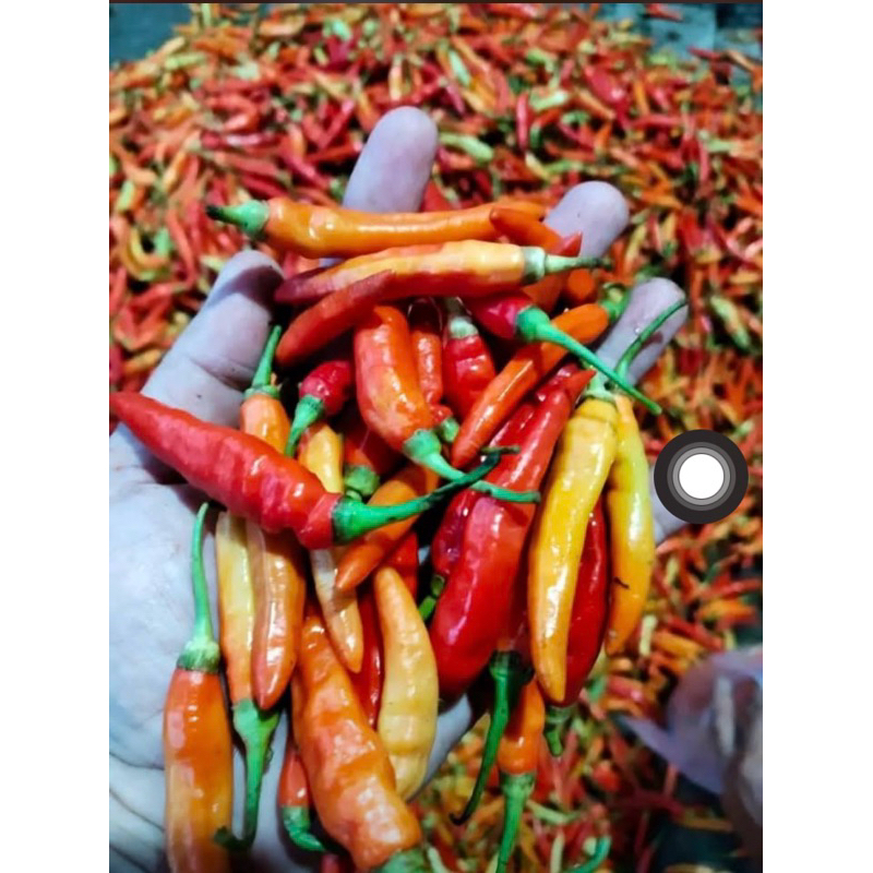 

CABE RAWIT PEDAS MEMBAHANA 1 KG