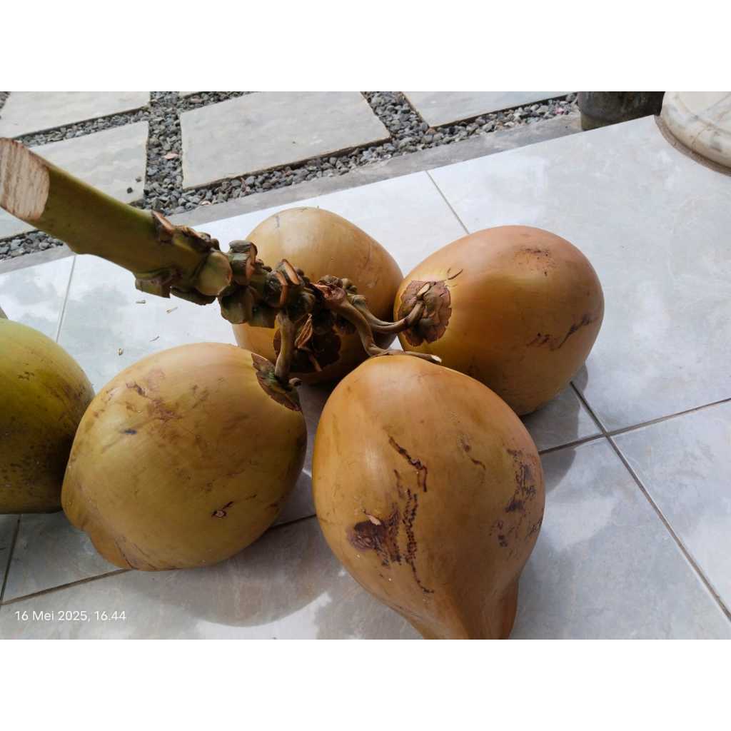 

Kelapa muda merah wulung / degan wulung free baru petik