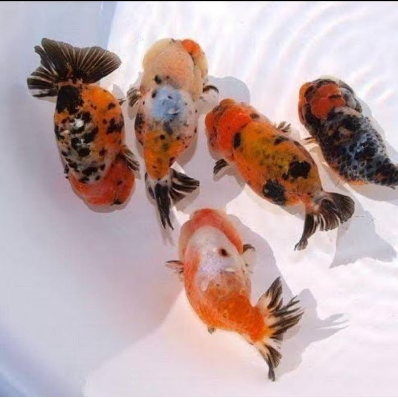 Promo isi 3 pcs Rancu pw/RW UK sedang