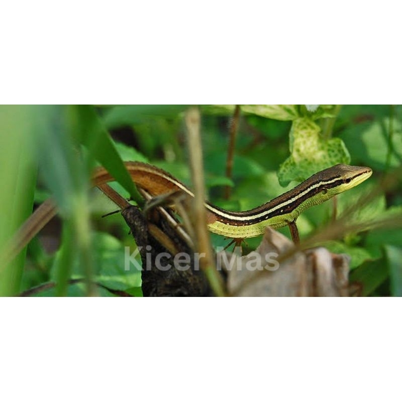 [MURAH] Kadal Sawah Ekor Panjang / Beli 5 Gratis 1 / Aviari Mini / Pakan Burung / Kadal Ekor Panjang