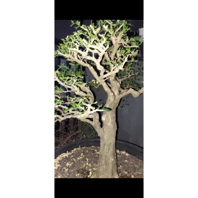 bonsai Jeruk Kingkit