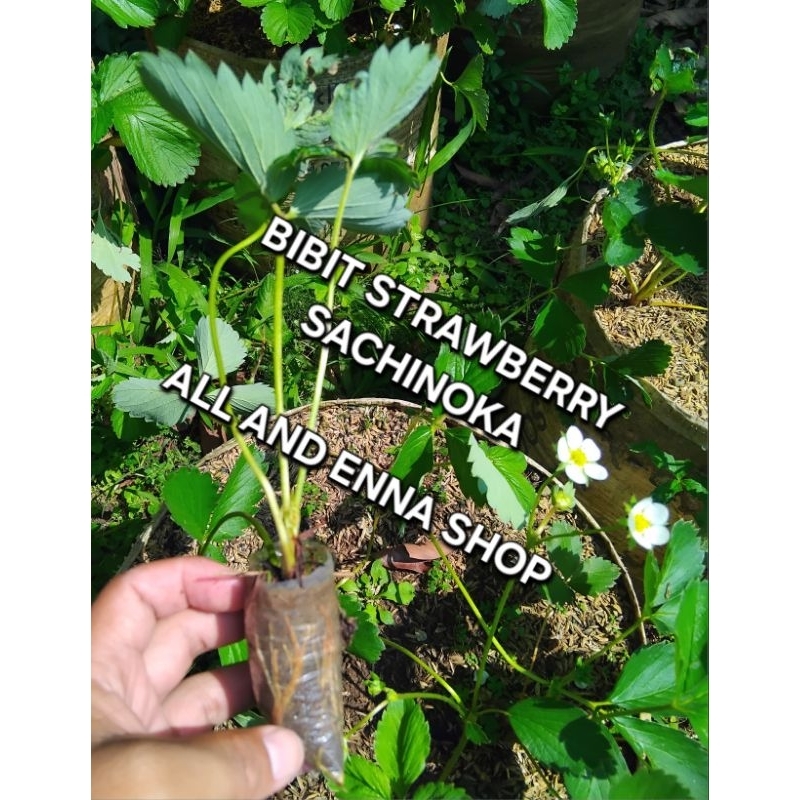 

bibit strawberry sachinoka