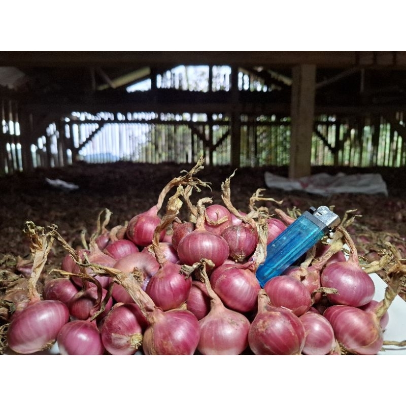 

Bawang Merah Super 1Kg Fres Termurah