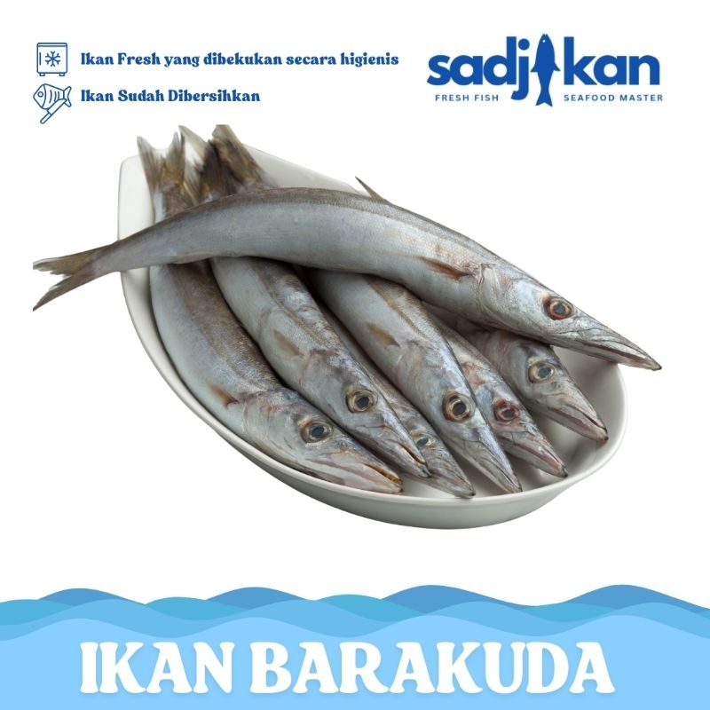 

Ikan Barakuda / Baracuda Alu Alu Fresh Frozen 1kg