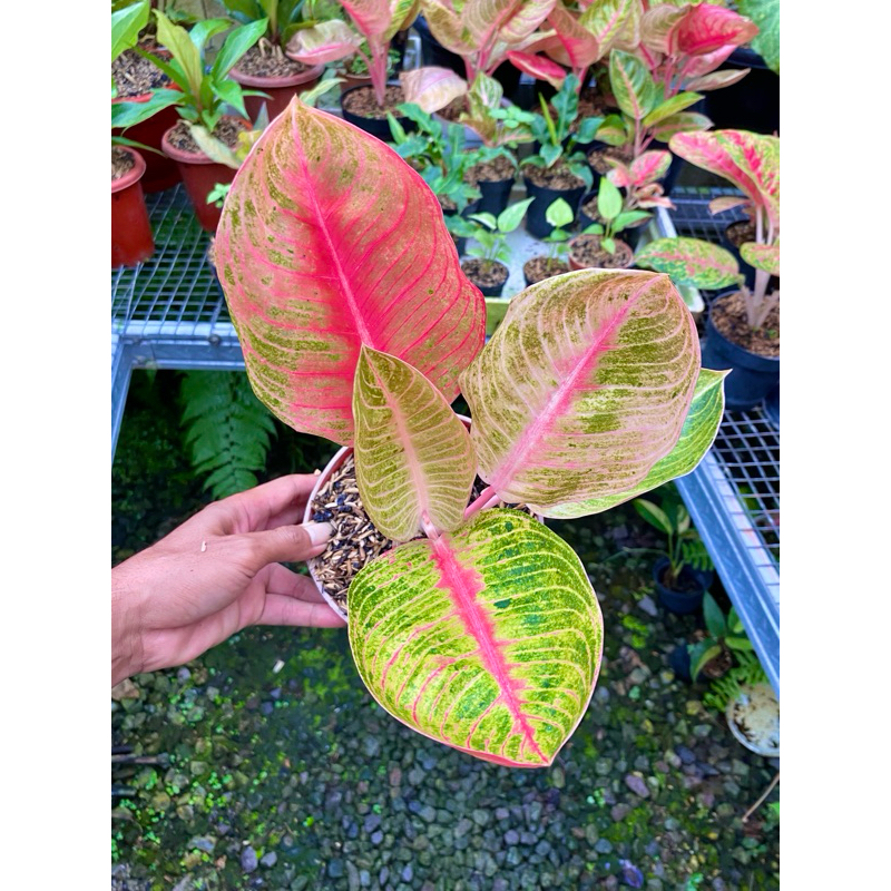 AGLAONEMA GOLIATH TRAH MERAH BONGSOR