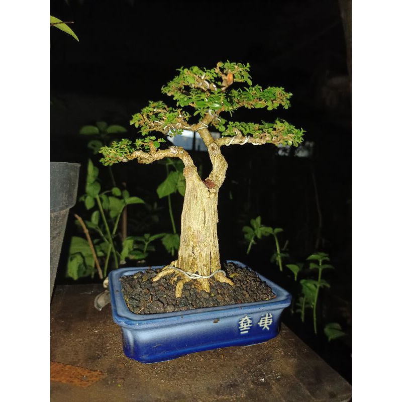 Bonsai Sancang small