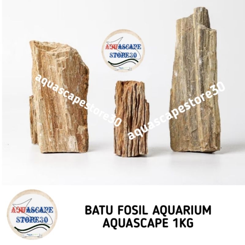 1kg batu fosil aquascape aquarium / batu fosil aquascape aquarium