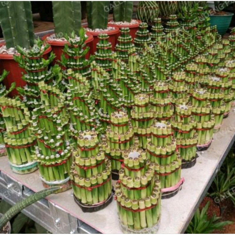 TERMURAH   TANAMAN HIAS BAMBU HOKI TANAMAN AIR - TANAMAN SRIREJEKI BAMBU HOKI (KEBERUNTUNGAN) - BAMB