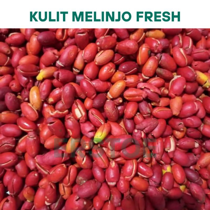 

(1KG ) KULIT TANGKIL MELINJO MENTAH ASLI BANTEN