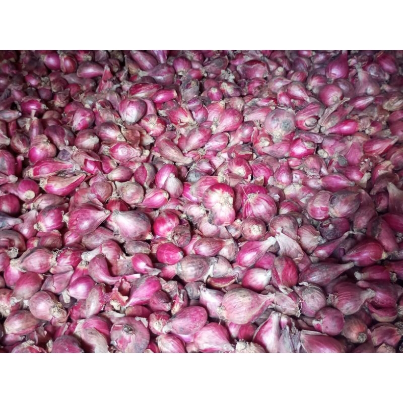 

Bawang merah 1 kg asli Brebes umur 30 hari