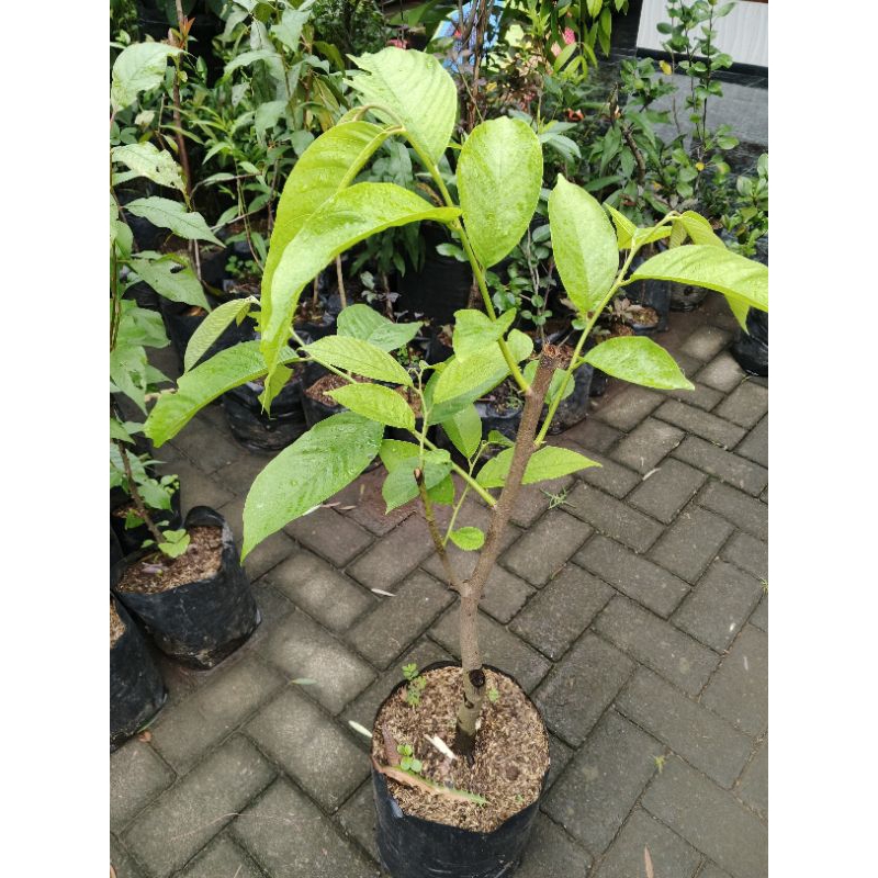 bibit srikaya biriba nanas