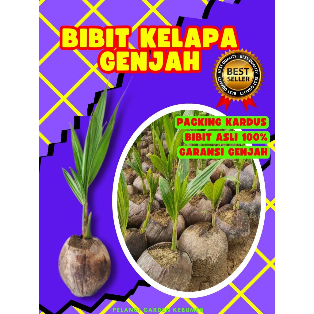 LANGSUNG PETANI.. Pohon Buah Kelapa Tua Bulat, Pohon Buah Kelapa Tua Utuh, Pohon Buah Kelapa Tua Kup