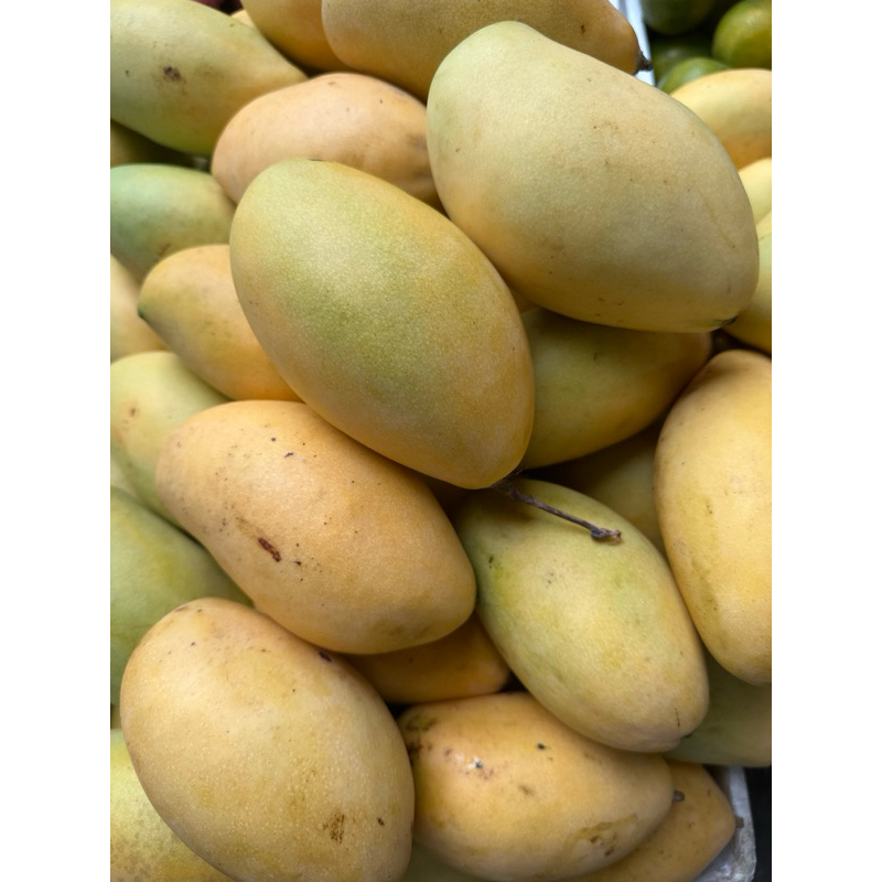 

MANGGA THAILAND
