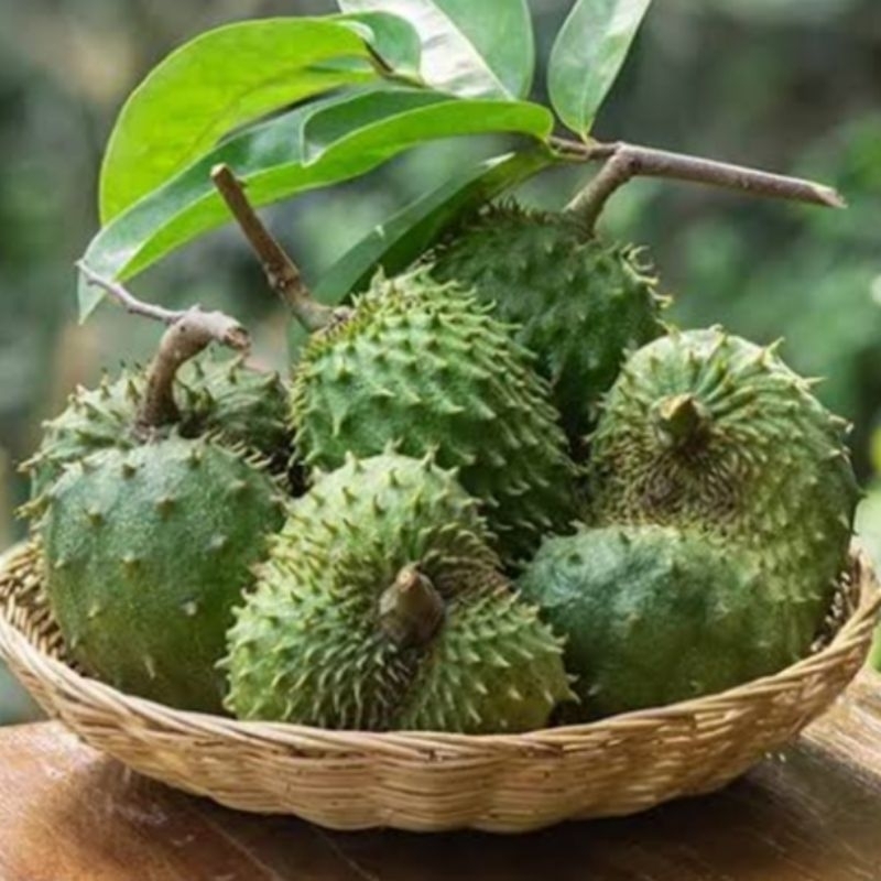 

Buah Sirsak Tua Lokal 500gr Soursop Fresh Segar Promo Termurah Hemat Harga Terjangkau