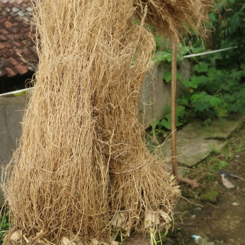 

akar wangi /vetiver kurleb 300grm..beli 3 bonus 1