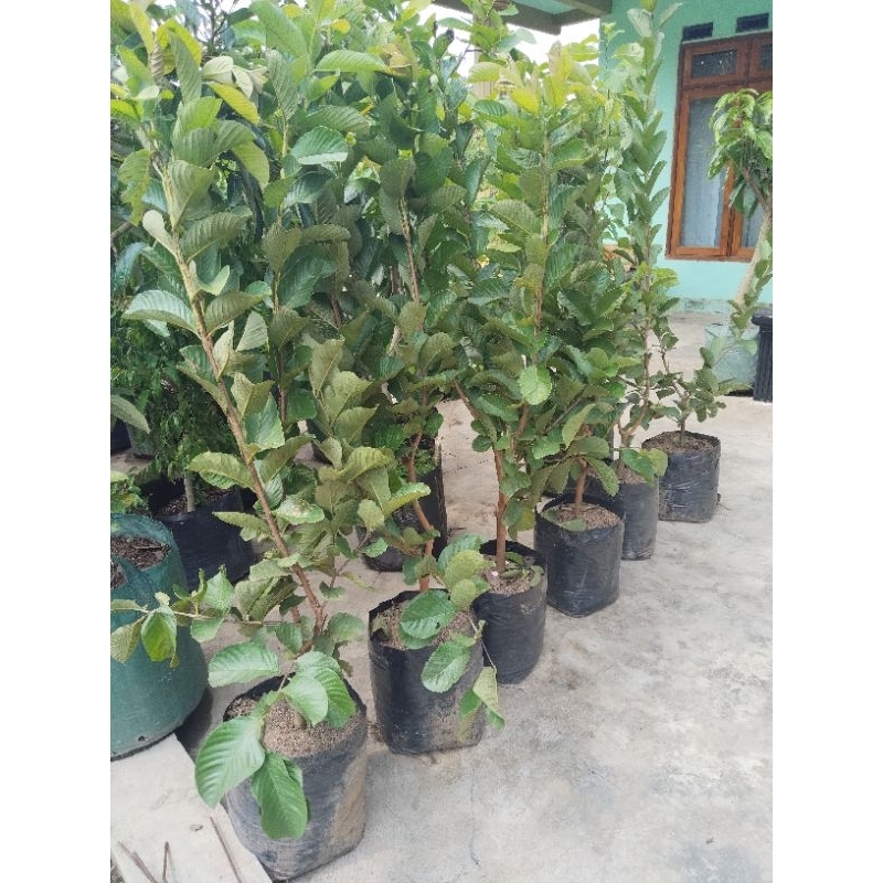 jambu kristal merah dan putih super besar