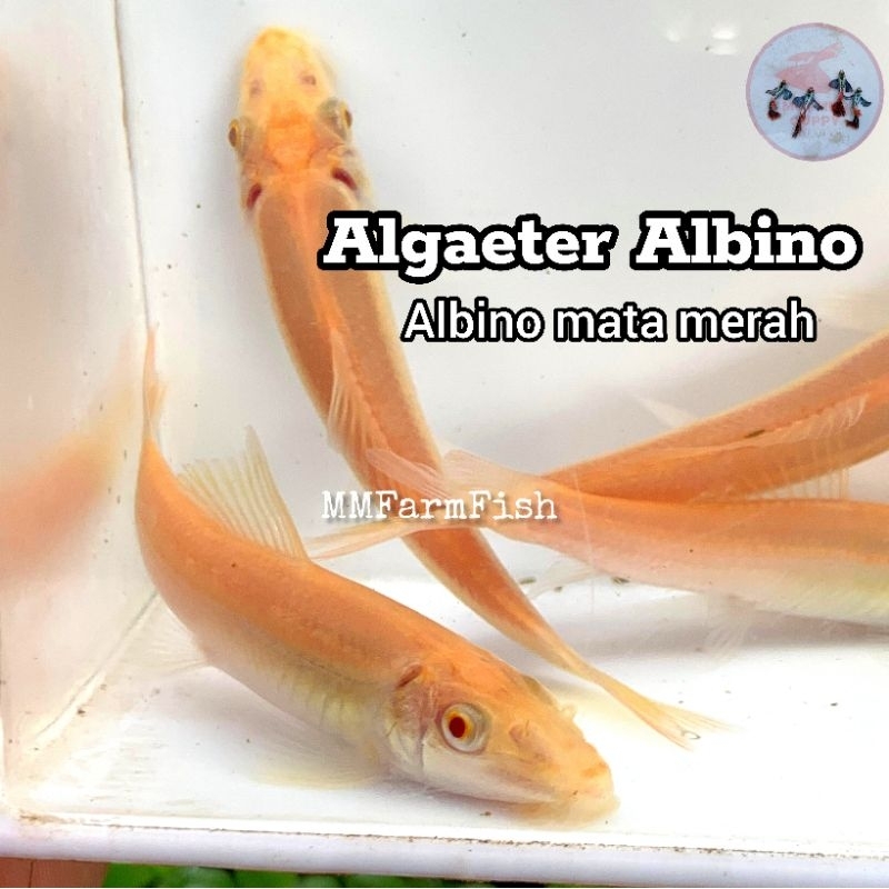 Pembersih alga Cae algaeter Albino lumut kolam dan aquarium Chinese algae eater mata merah