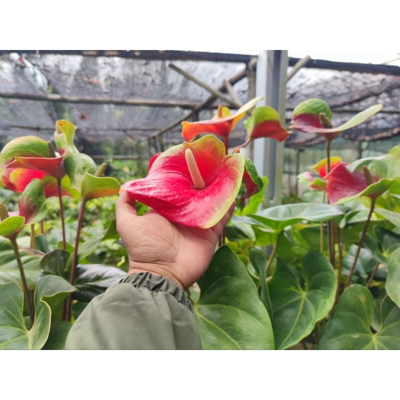 Anthurium Presiden LANGKA KOLEKSI