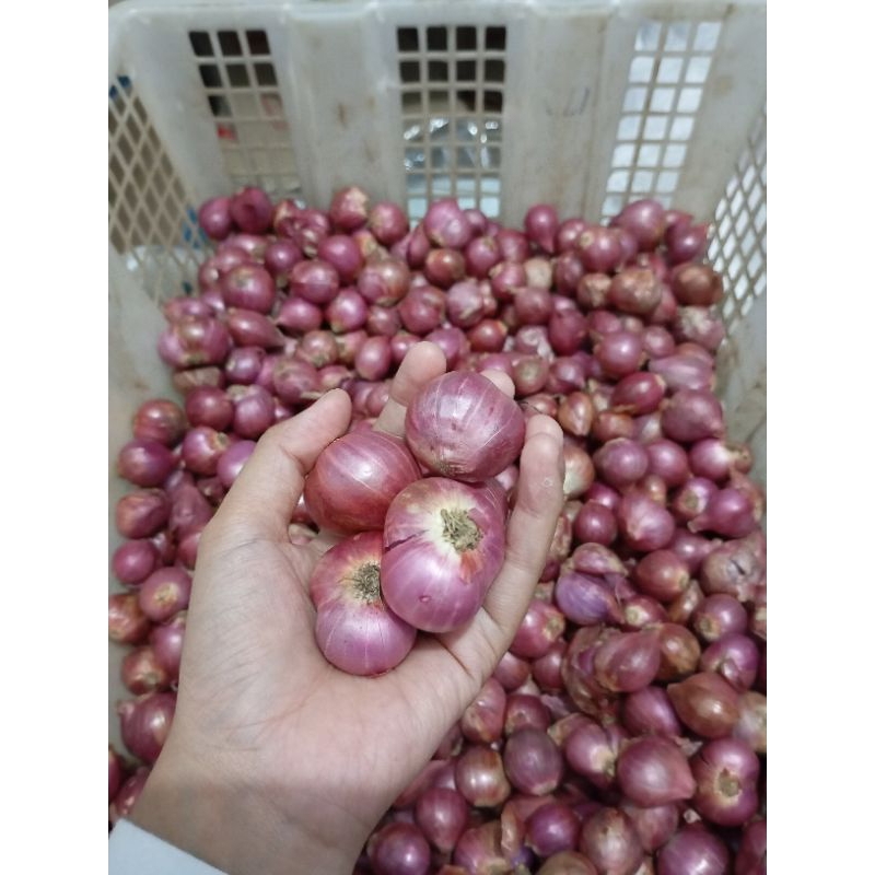 

Bawang Merah Besar (Bima) ¼kg, ½kg, dan 1kg