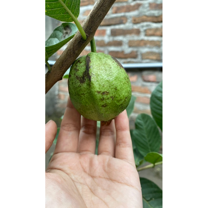 

induka jambu kristal kondisi sudah berbuah
