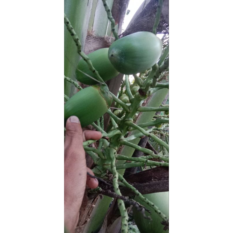 

belulukmudafres/obatherbal