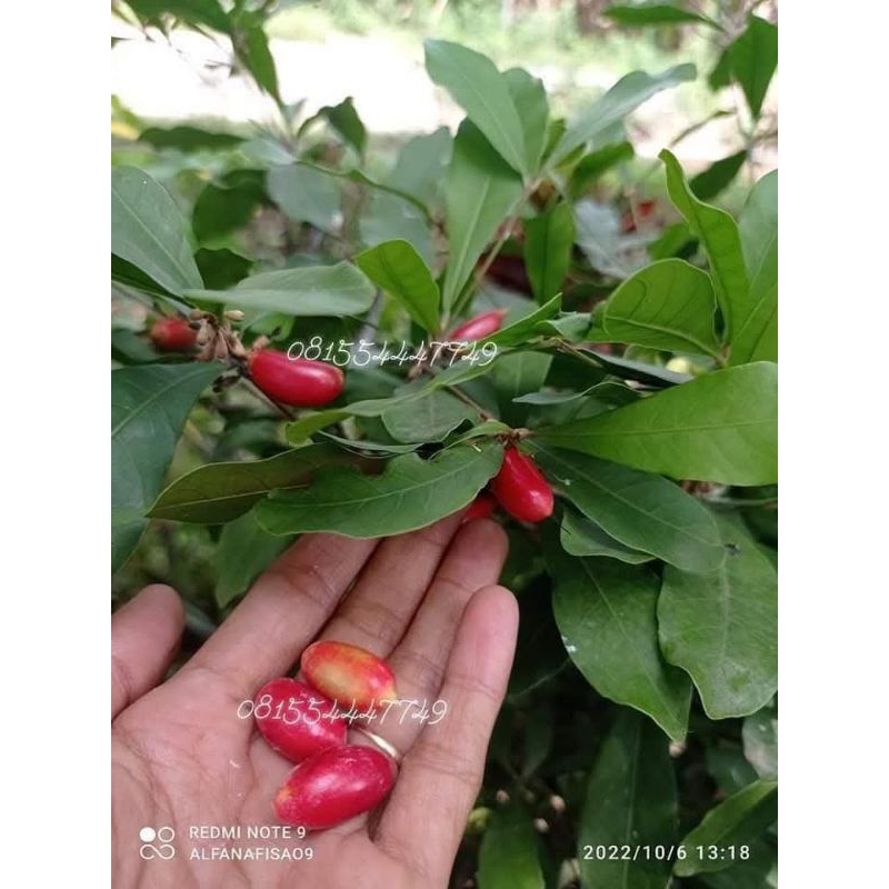 Bibit miracle fruit sudah berbunga.