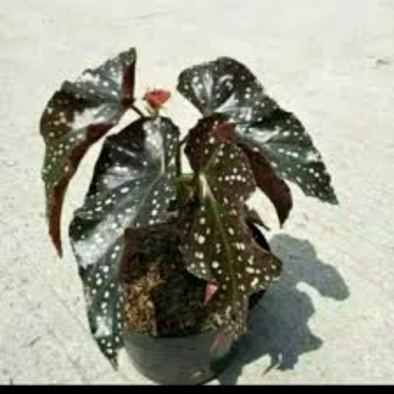Tanqmqn hias bunga begonia polkadot merah