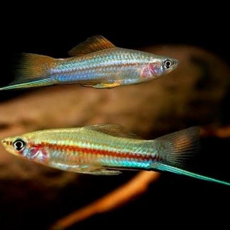 Platy Pedang / Ikan Hias / Hiasan Aquarium