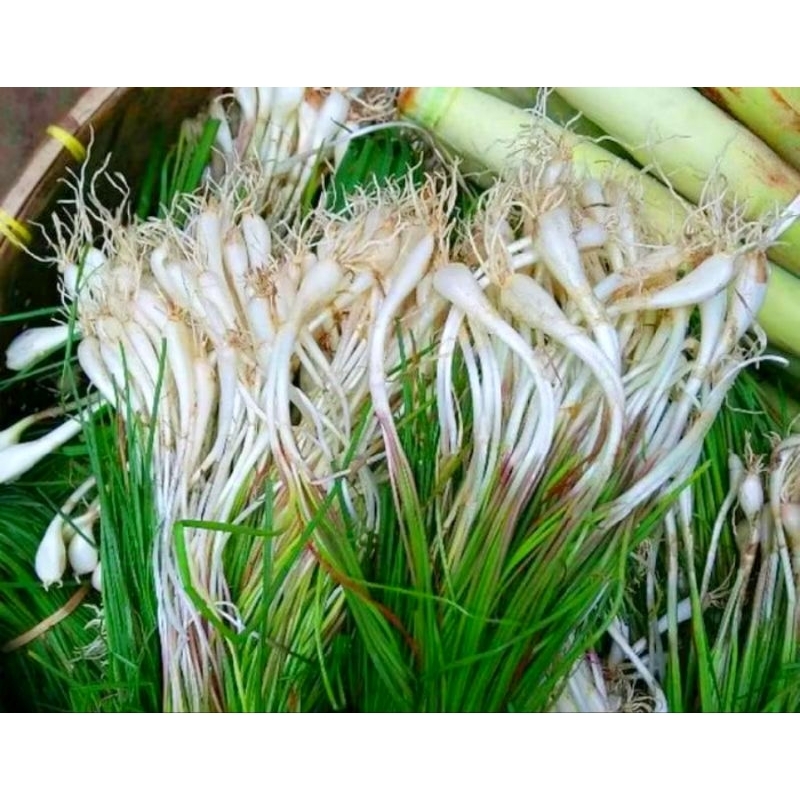 

Sayur Kucai Segar Bawang Batak Fresh Berat 500 Gram