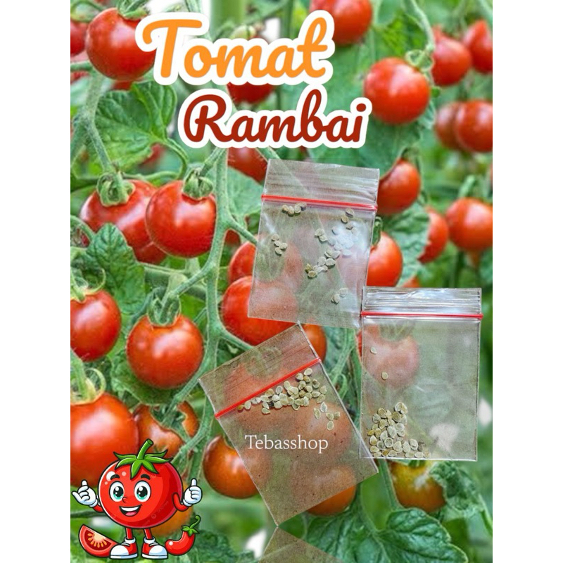 

REpack tomat rambai isi 30