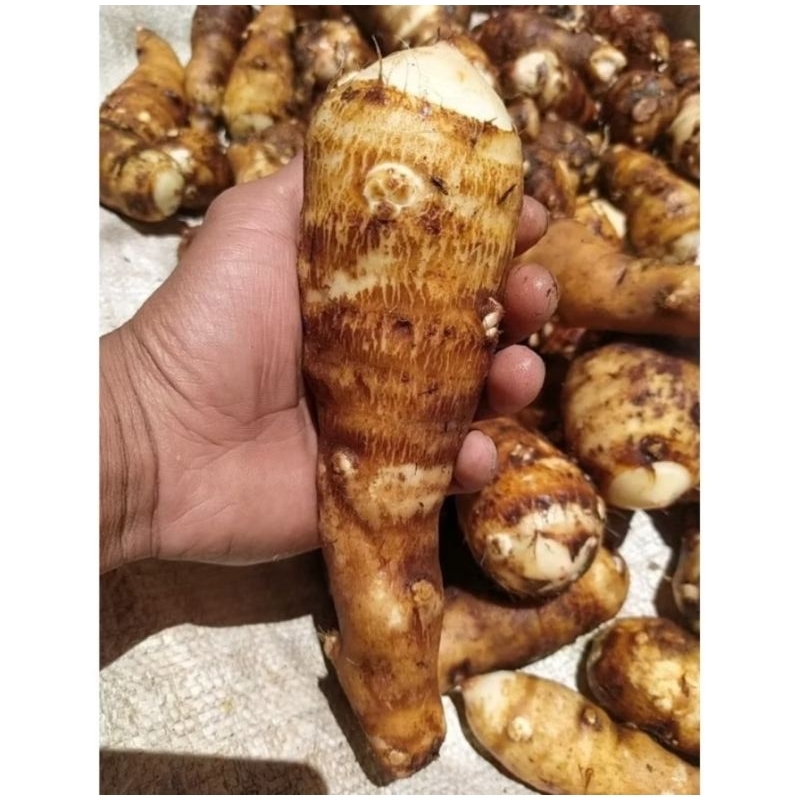 

ubi talas super pulen segar (1KG)