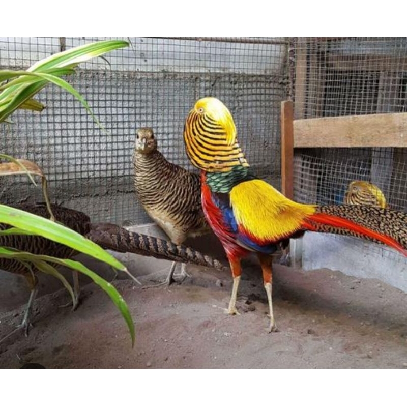 ayam golden pheasant sepasang dewasa