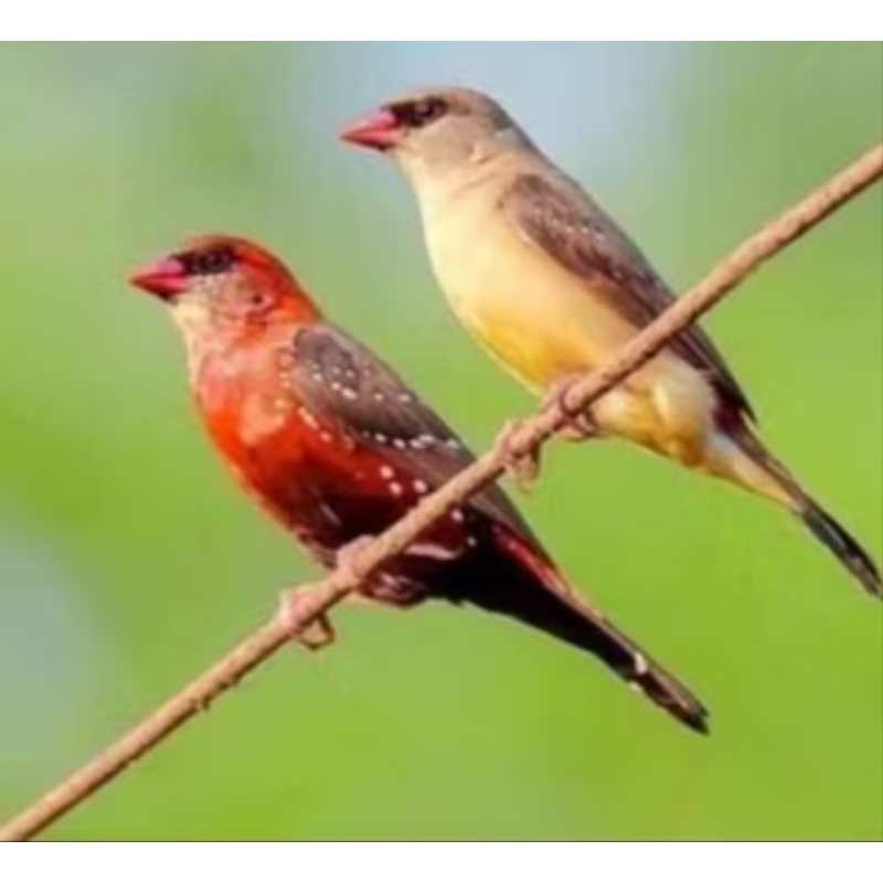 strowberry finch sepasang/satuan