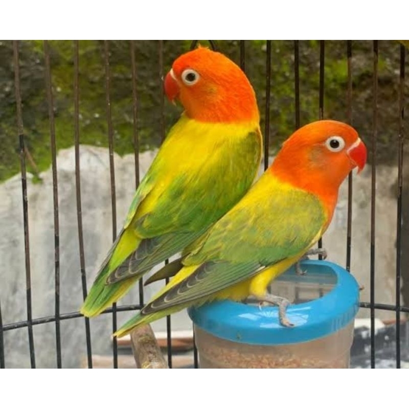 lovebird ewing green sepasang