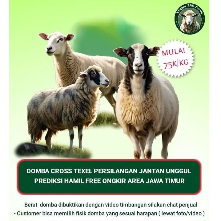 

Domba Pedaging Bunting Cross Texel persilangan dengan Pejantan Unggul Garis keturunan bisa dipertanggung jawabkan
