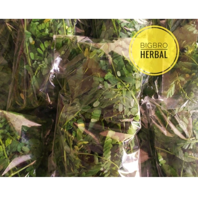 

Daun saga segar | daun sogo segar | herbal panas dalam | amandel