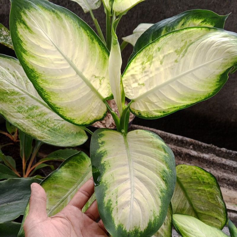 Tanaman hias Aglonema diven tisu / diven tisu