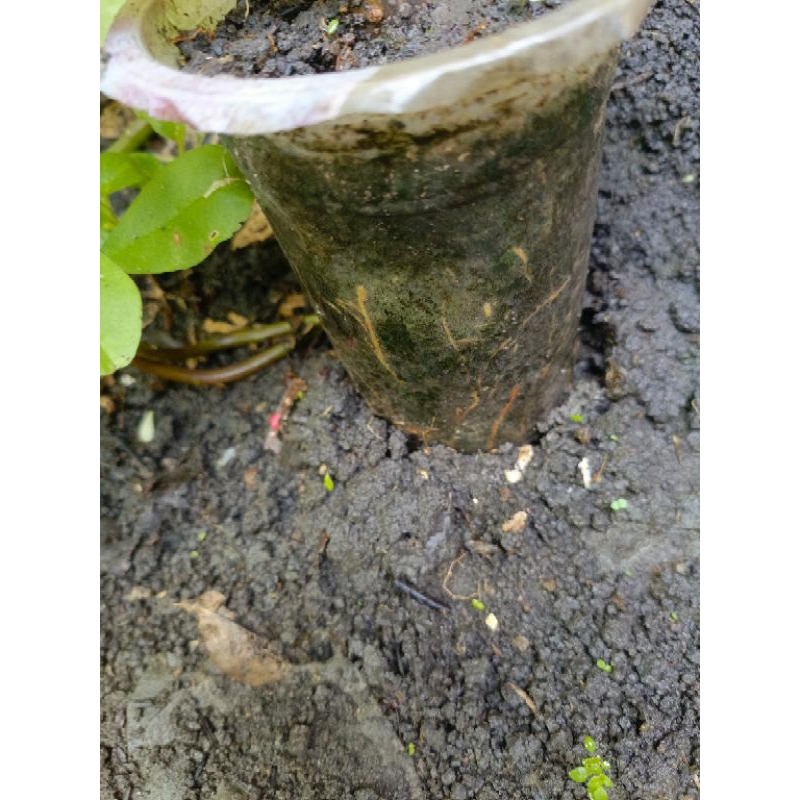 long white murbei hasil cangkok valid pernah berbuah