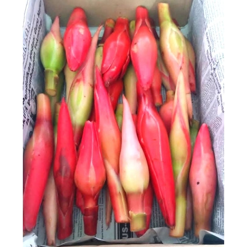 

Kecombrang Rombeh Honje Bahan Masakan Bumbu Tumis Berat 500 Gram