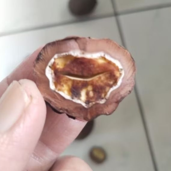 Kemiri Adu Muncang Adu Jayanti Rajabatok Cangklongan