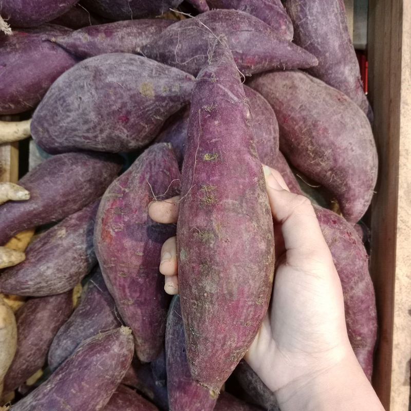 

Ubi ungu