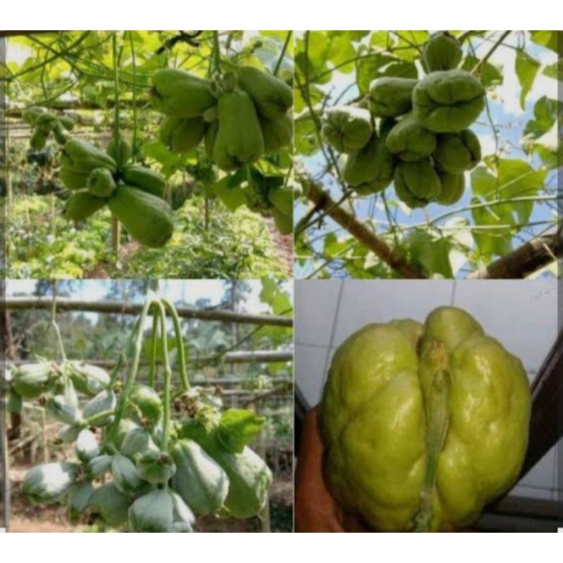 

Bibit labu siam,1Picis/buah besar