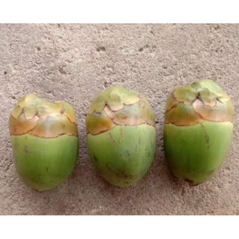 

Tembuluk buah kelapa kecil kwalitas terbaik perbiji
