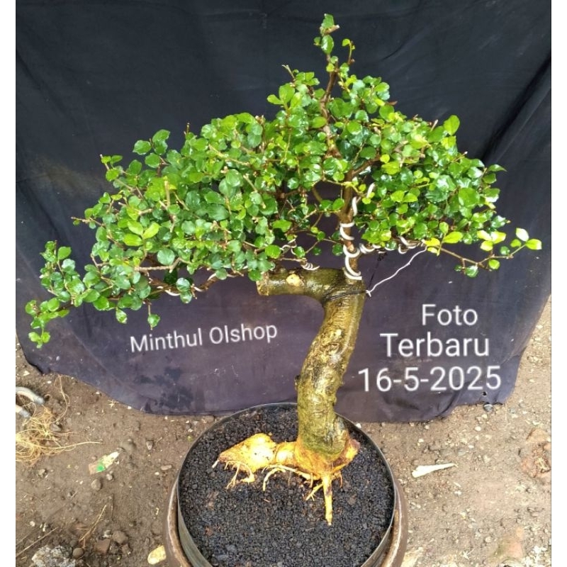 Bonsai serut batang besar meliuk real pict